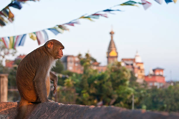 Kathmandu, Nepal- April 20,2022 : Rhesus Macaques monkeys on the ancient stupas of Swayambhunath temple high above Kathmandu