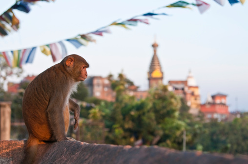 Rhesus macaque monkey watching the sunset sat under the colorful buddhist pray flags and golden stupa spire of Swayambhunath or Monkey Temple high above Kathmandu, Nepal's vibrant capital city. ProPhoto RGB profile for maximum color fidelity and gamut.