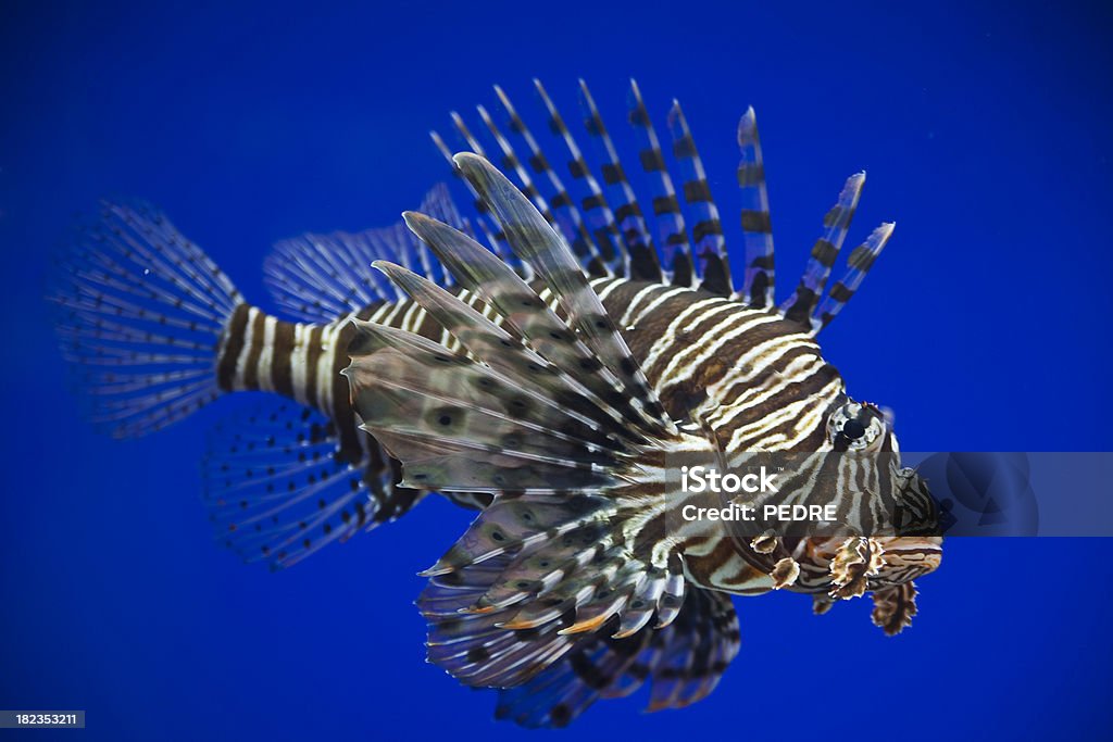 Gros plan de Poisson-scorpion - Photo de Aquarium - Équipement pour animaux de compagnie libre de droits