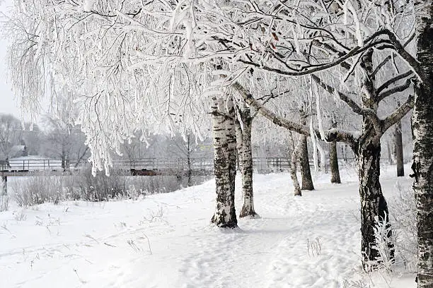 Photo of White birches