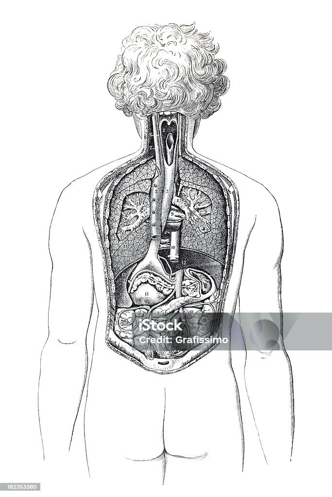 Backview of human body with visible organs  18th Century stock illustration