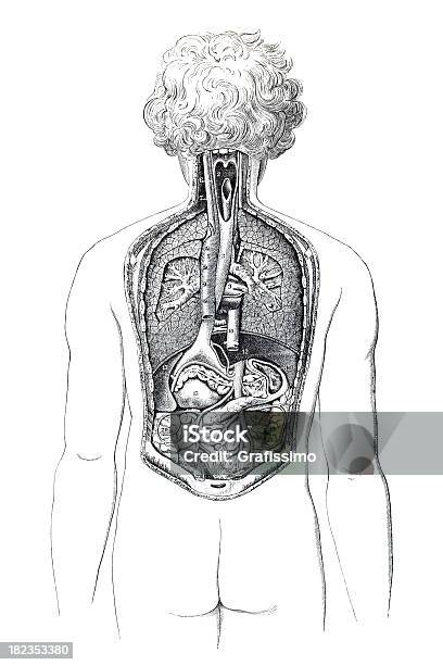 Backview Of Human Body With Visible Organs Stock Illustration - Download Image Now - 18th Century, 18th Century Style, Abdomen