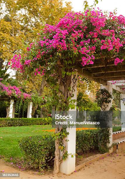 Restaurant Pergola Stockfoto und mehr Bilder von Bougainvillea - Bougainvillea, Pergola, Andalusien