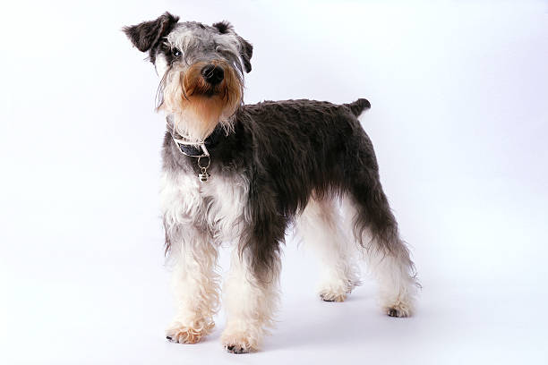 istock Cute dog Miniature Schnauzer standing 182353472