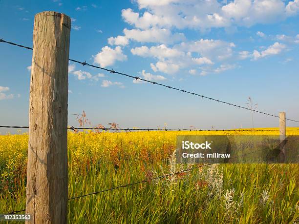 Ländlichen Zaun Post Field Stockfoto und mehr Bilder von Agrarbetrieb - Agrarbetrieb, Blau, Blume