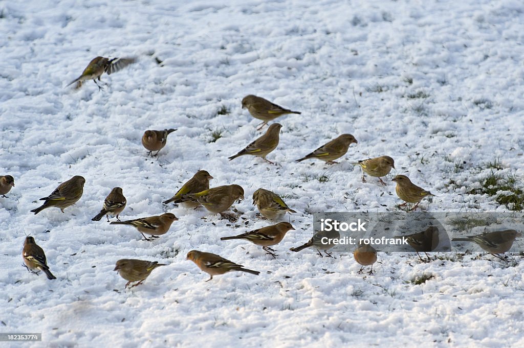 Aves alimentação no inverno - Foto de stock de Alimentar royalty-free