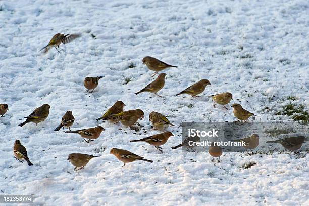 Foto de Aves Alimentação No Inverno e mais fotos de stock de Alimentar - Alimentar, Animal, Ave canora
