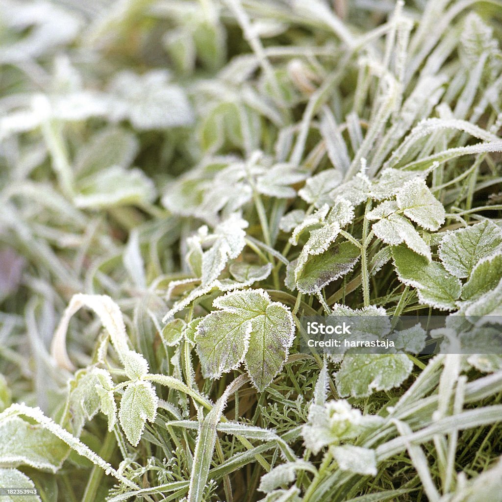 Foglie di materiale congelato - Foto stock royalty-free di Acqua