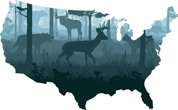 Vector illustration of USA map - woodland forest with deer, grey wolf, eagle, skunk, lynx, quail, hog, snake, moose, jay and black bear