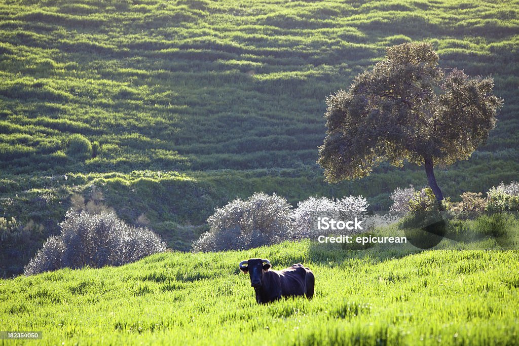 Pastoral Andalucia, Espanha e Bovinos - Royalty-free Espanha Foto de stock