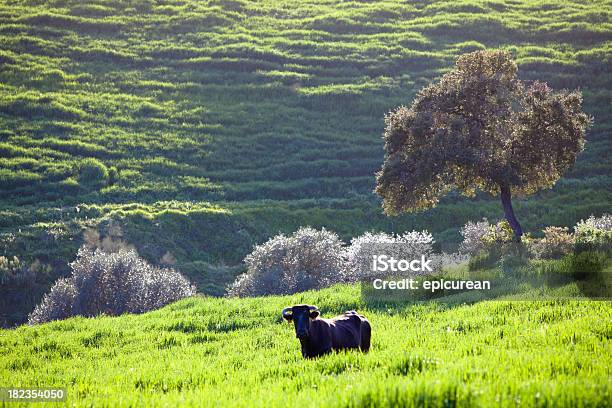 Pastoral Andalucia Espanha E Bovinos - Fotografias de stock e mais imagens de Espanha - Espanha, Touro - Animal macho, Agricultura