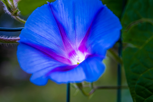 Blue Wildflowers in the Forest