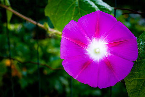 Close up Pink Flower of Morning Glory