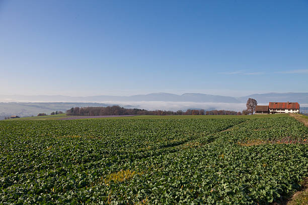 秋の午後には、農家 vaud jura - jura canton ストックフォトと画像