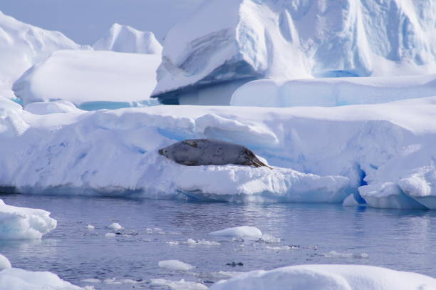istock Crab eater seal resting on Iceberg 1823543436