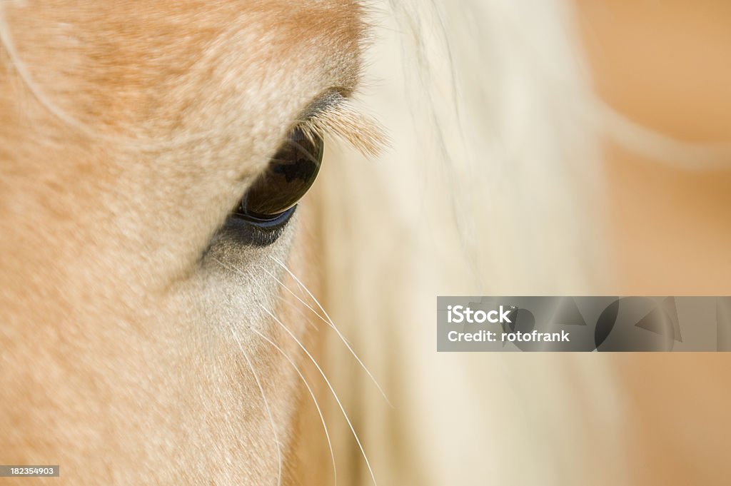 Oko z konia - Zbiór zdjęć royalty-free (Bliskie zbliżenie)