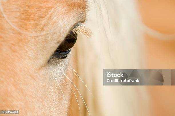 Oko Z Konia - zdjęcia stockowe i więcej obrazów Bliskie zbliżenie - Bliskie zbliżenie, Część ciała zwierzęcia, Fotografika