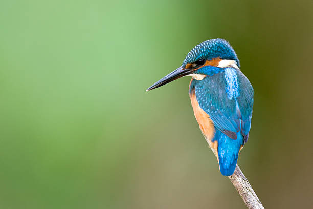 kingfisher (alcedo atthis) - guarda rios - fotografias e filmes do acervo