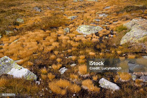 Moor Stockfoto und mehr Bilder von Alpen - Alpen, Bildhintergrund, Braun