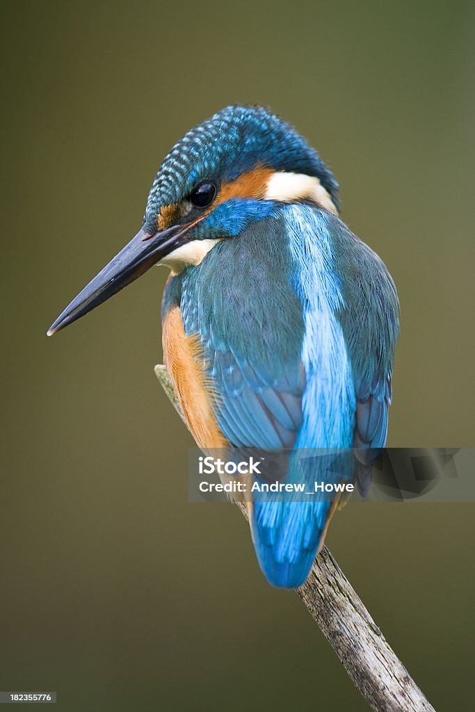 Kingfisher (Alcedo atthis) - Стоковые фото Зимородковые роялти-фри