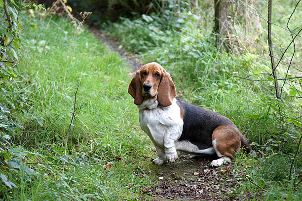Basset Hound Outdoor