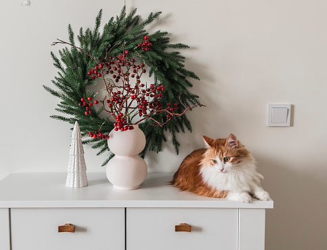 Christmas interior of the living room. A Christmas wreath on the wall, a vase with cranberry branches, Christmas decor and a beautiful red cat on a white chest of drawers