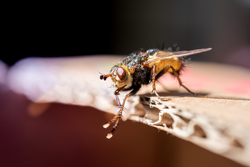 Close up Curious Housefly