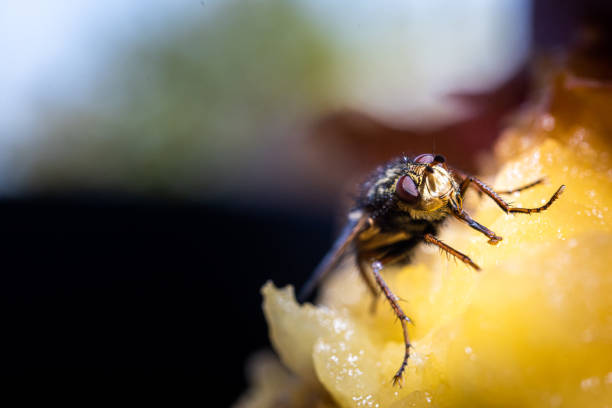 Fly or housefly looking for food. Flies are carriers of various diseases such as food poisoning, dysentery, cholera.