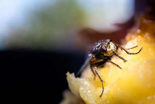 Housefly Eating Rotten Apple