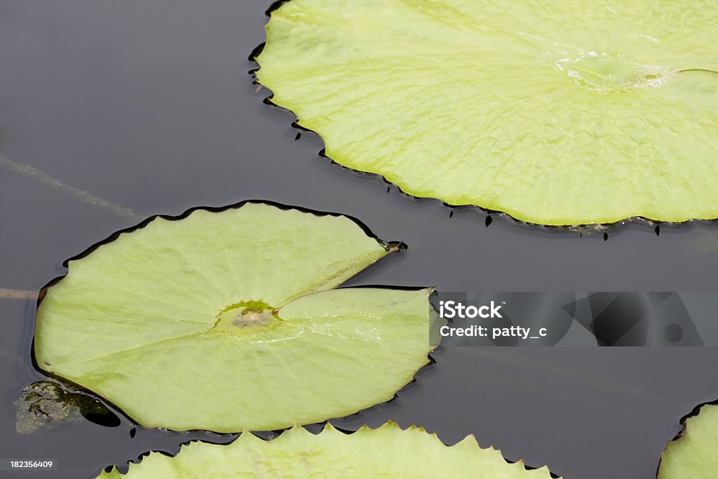 Lys fond - Photo de Couleur verte libre de droits