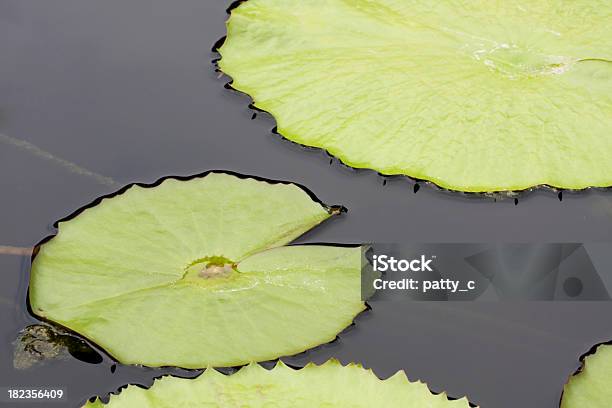 Almofada De Lírio Fundo - Fotografias de stock e mais imagens de Cor verde - Cor verde, Espaço para Texto, Flutuar na Água