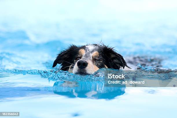 Chapinhar Divertido Série - Fotografias de stock e mais imagens de Cão - Cão, Nadar, Animal