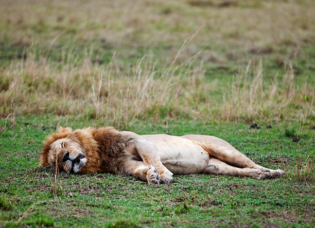 istock Lazy or bored. Male lion resting. 182356644