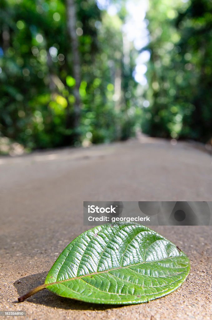 Natur Weg - Lizenzfrei Aufnahme von unten Stock-Foto