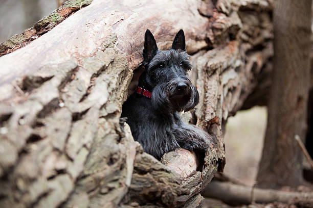 istock scottish terrier sitting in hollow log 182356896