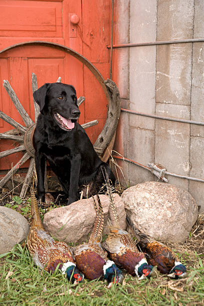 noir lab et faisans - pheasant hunting dog retriever photos et images de collection