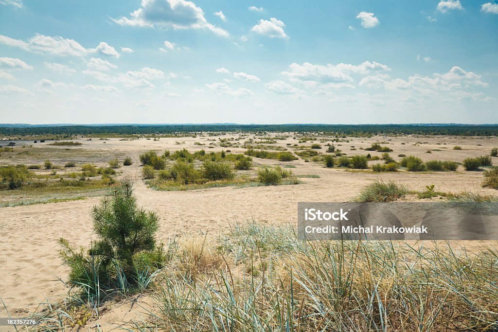 Bledowska Desert w Polsce - Zbiór zdjęć royalty-free (Krzew)