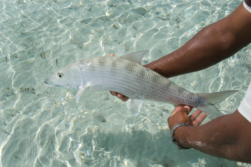 Man holding bonefish in Caribbean.