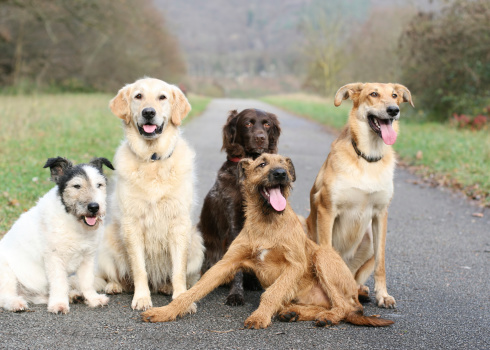 Group of five dogs
