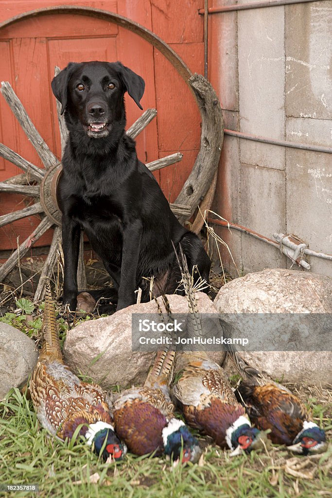 Laboratorio nero con fagiani - Foto stock royalty-free di Labrador retriever nero