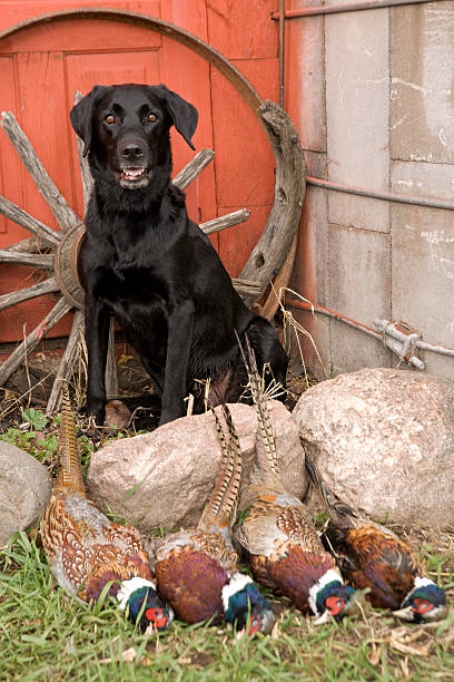 lab com da família dos faisões e preto - pheasant hunting dog retriever - fotografias e filmes do acervo