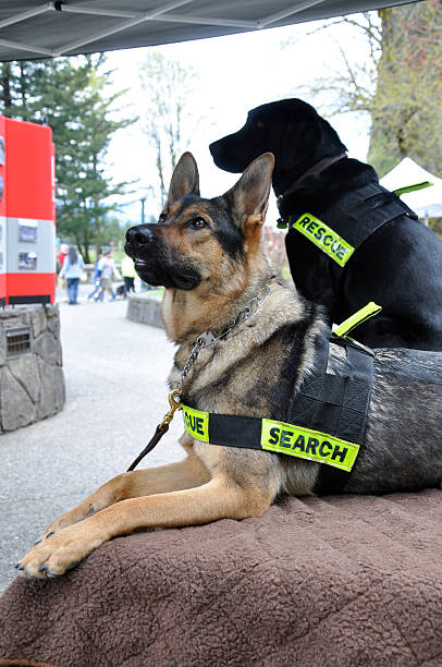 ricerca e cani - rescue training” foto e immagini stock