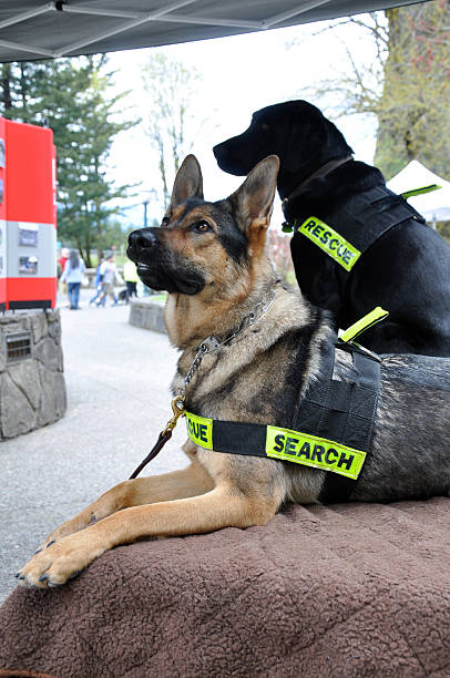 Search and Rescue Dogs "Two Search and Rescue Dogs, a FGerman Shepard and Black Lab obediently awaiting instruction." police dog handler stock pictures, royalty-free photos & images