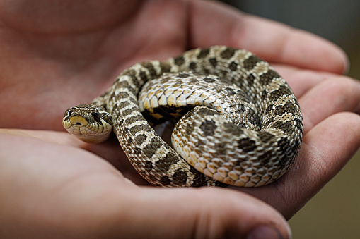 A young child holding a Hognose Snake in the palms of her hands. July 2023 Detroit Michigan USA