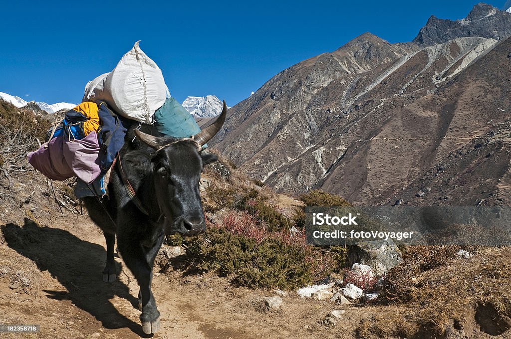 Yak expedition zestaw W HIMALAJACH mountain trail Mt Everest NP Nepal - Zbiór zdjęć royalty-free (Jak - zwierzę)