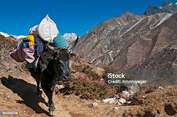 Yak Expedition Zestaw W Himalajach Mountain Trail Mt Everest Np Nepal - zdjęcia stockowe i więcej obrazów Jak - zwierzę