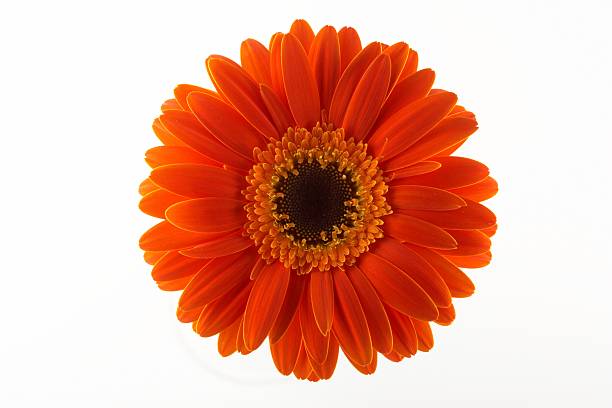 istock head of orange gerbera 182358738