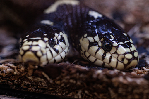 A wild Cape file snake (Limaformosa capensis), also known as the common file snake, curled up on a rock during a late summer's afternoon