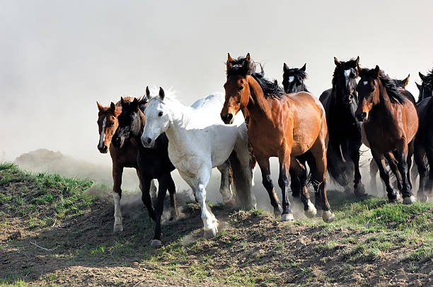 Wild Horses Running in the Dust stock photo