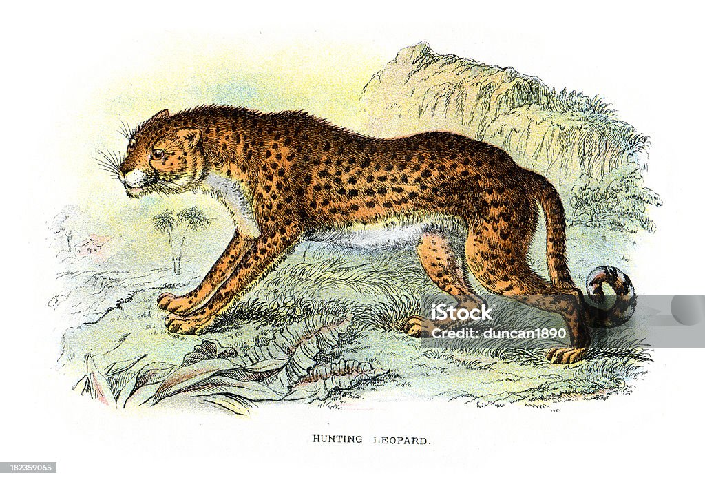 Chitá (Acinonyx jubatus) - Royalty-free Pele de Chita Ilustração de stock